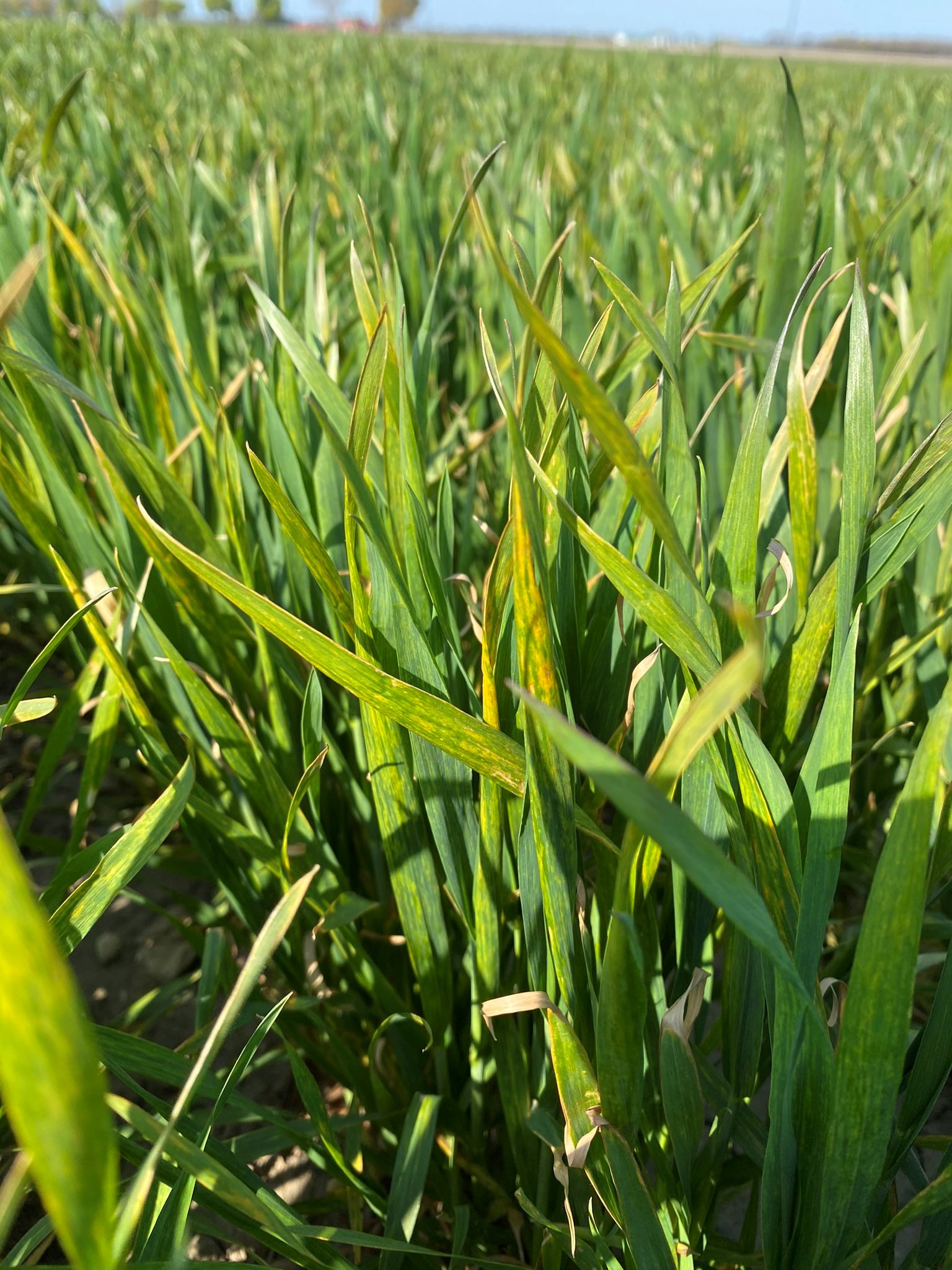 What’s up with Wheat Diseases Field Crop News