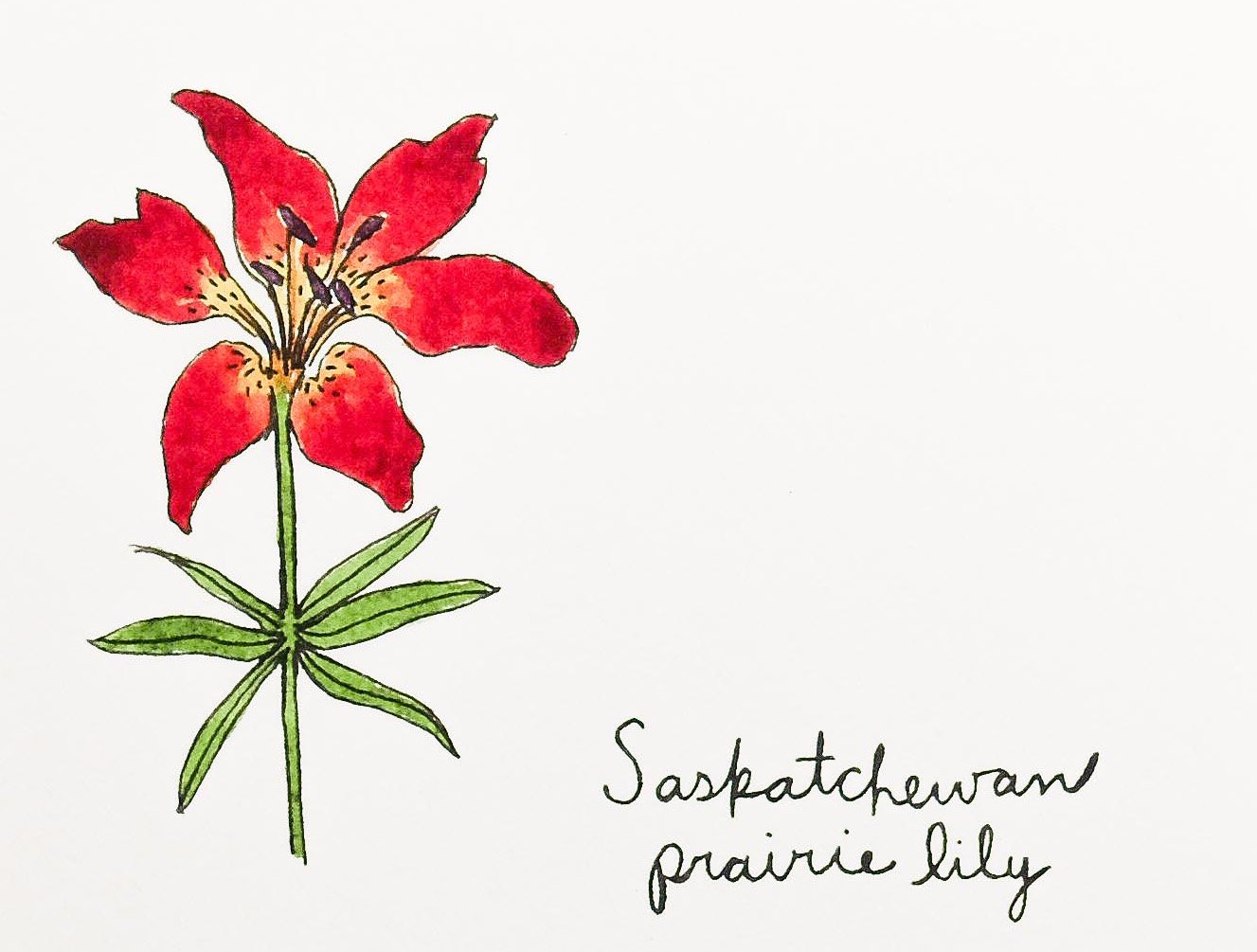 e learning for kindergarten Flowers And Friends Prairie Grove Ar