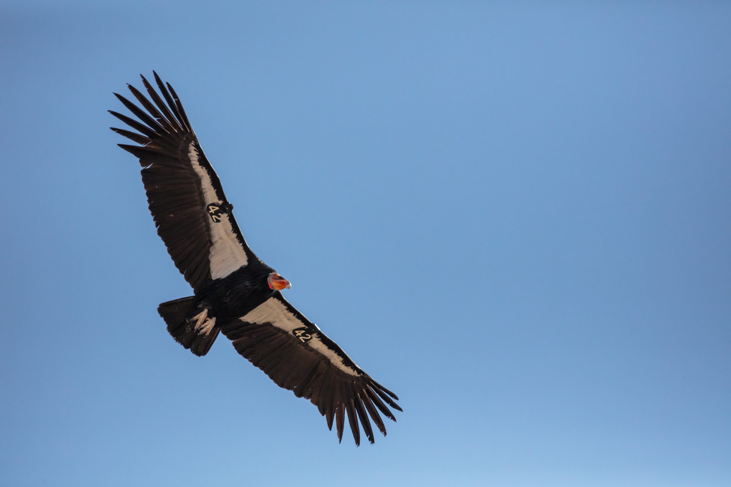 California Condors and the Lead Bullet Ban Field Ethos