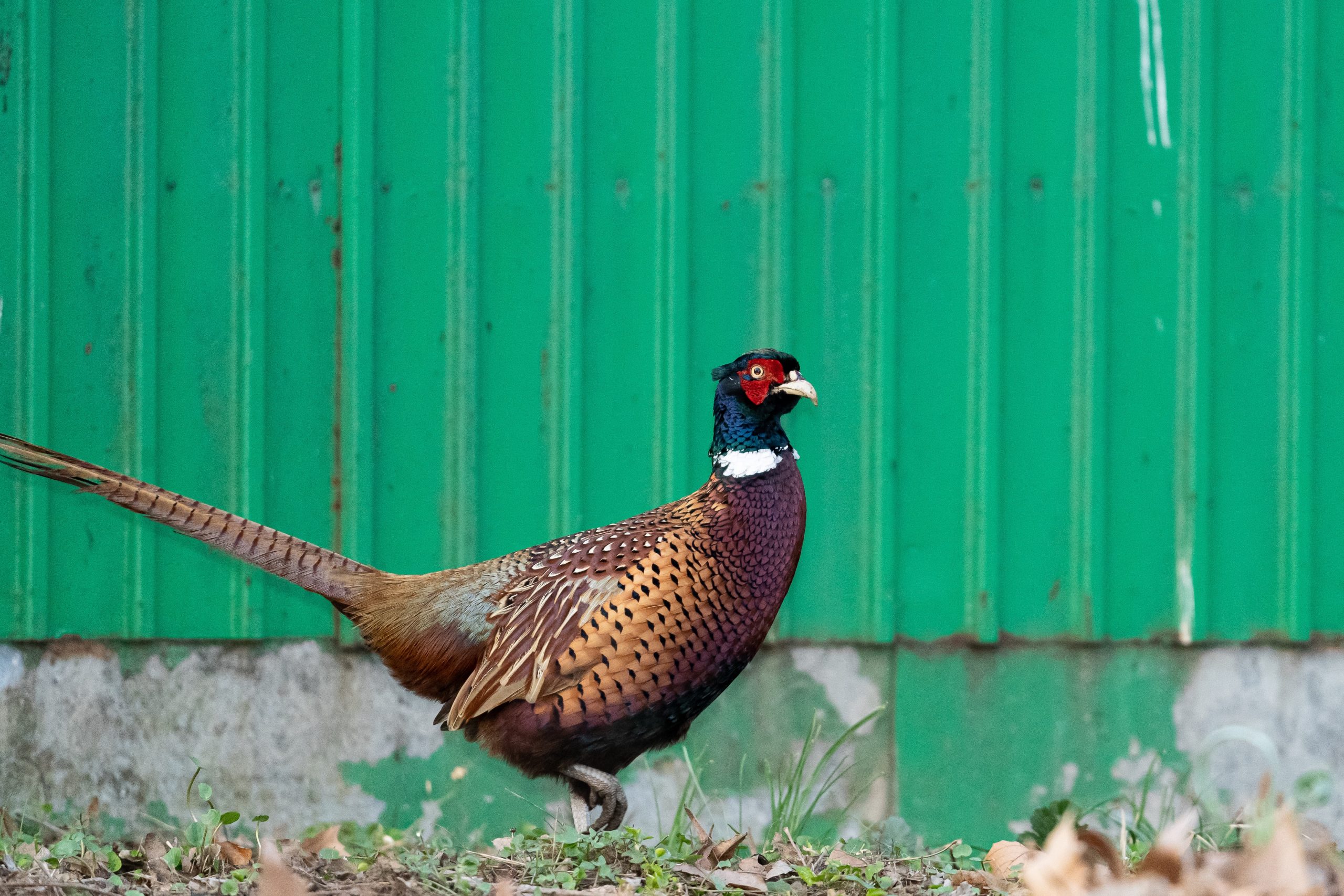 How Pheasants Came To Kansas Field Ethos