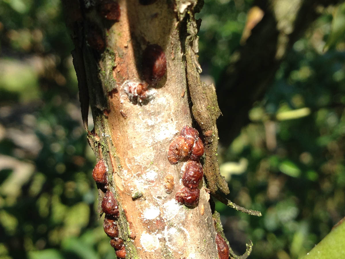 Scales & Mealybugs Blueberry Field Guide