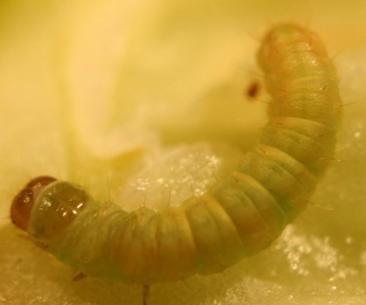 Caterpillars Fruit Feeding Blueberry Field Guide