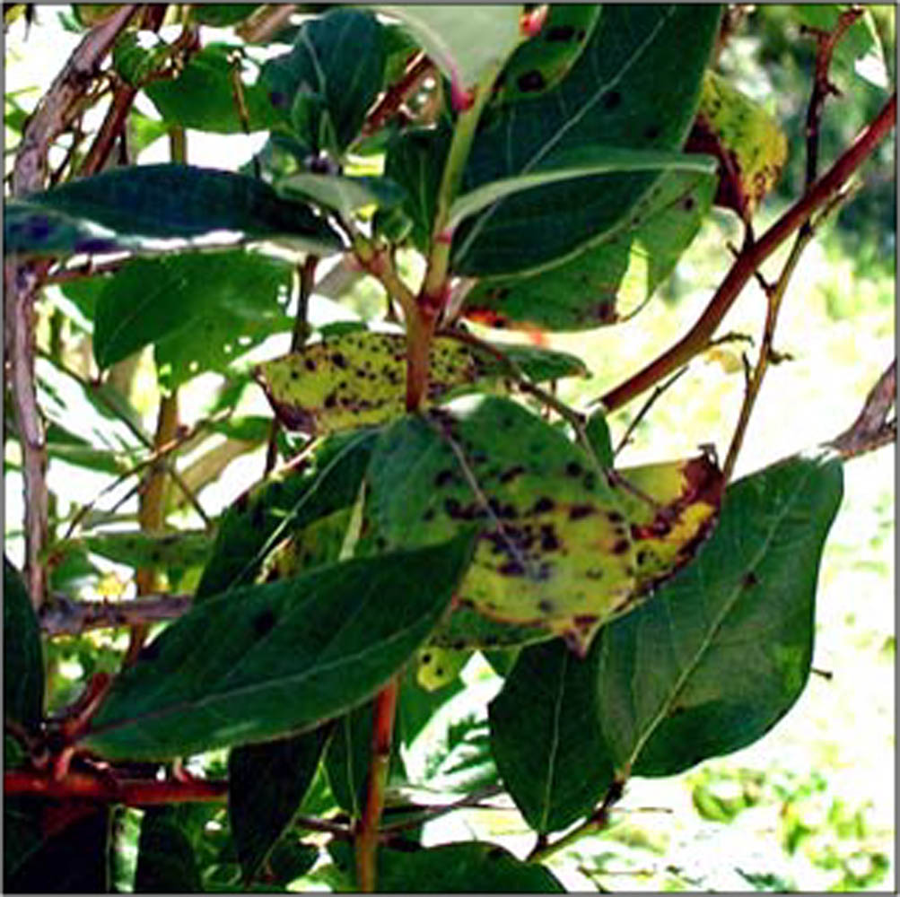 Blueberry Leaf Rust Blueberry Field Guide