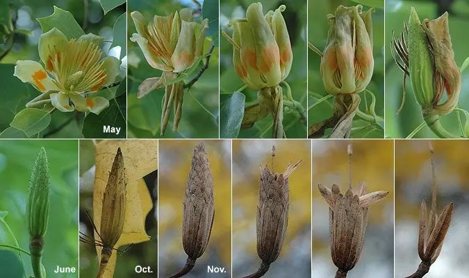 Tulip Tree Lewisboro Field Guide