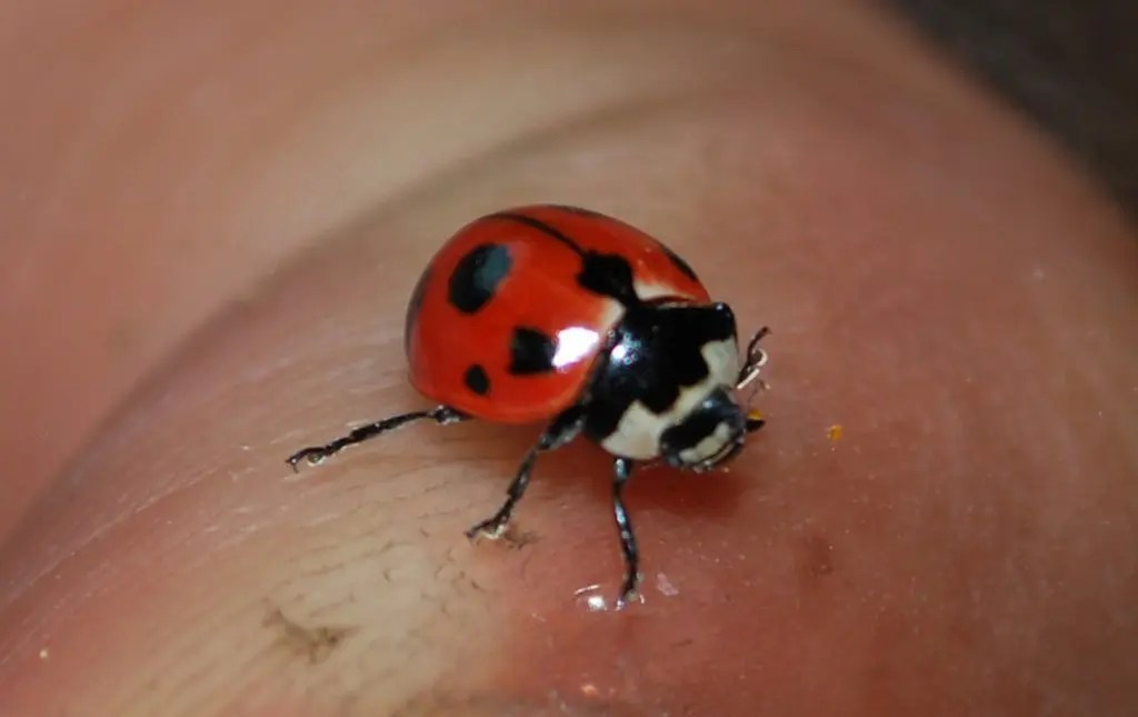 Ladybug Lewisboro Field Guide