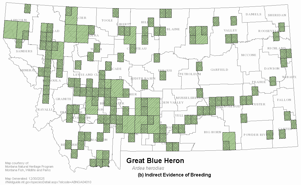 Great Blue Heron Montana Field Guide