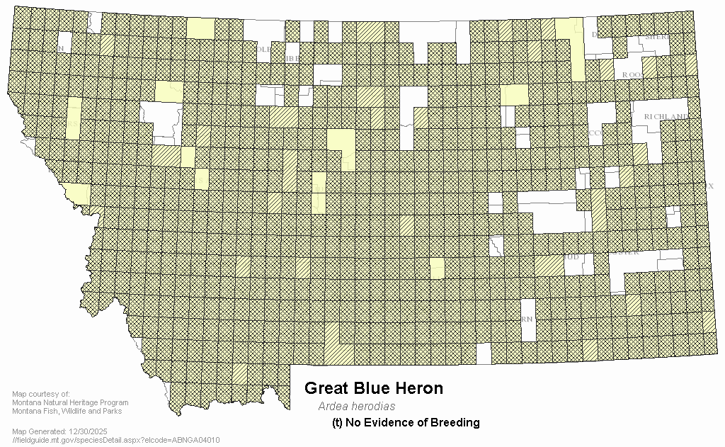 Great Blue Heron Montana Field Guide