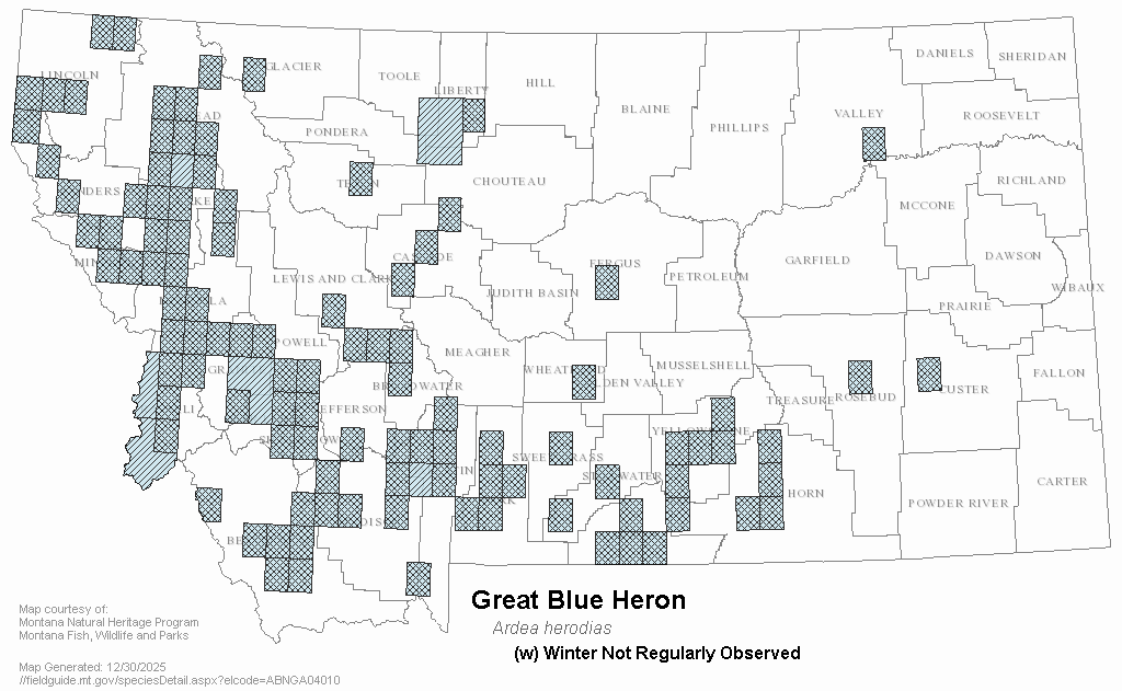Great Blue Heron Montana Field Guide