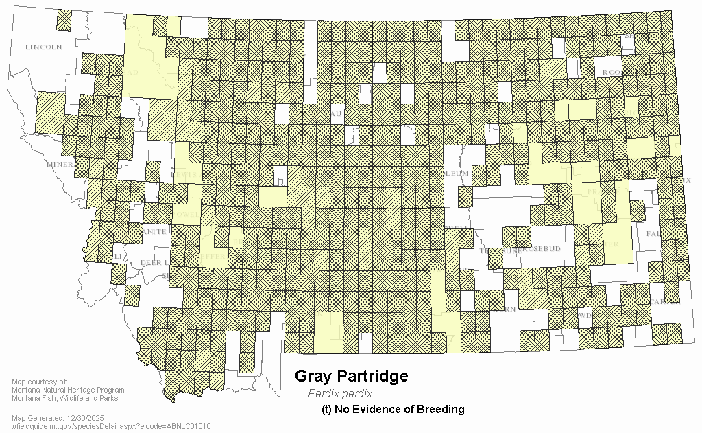 Gray Partridge Montana Field Guide