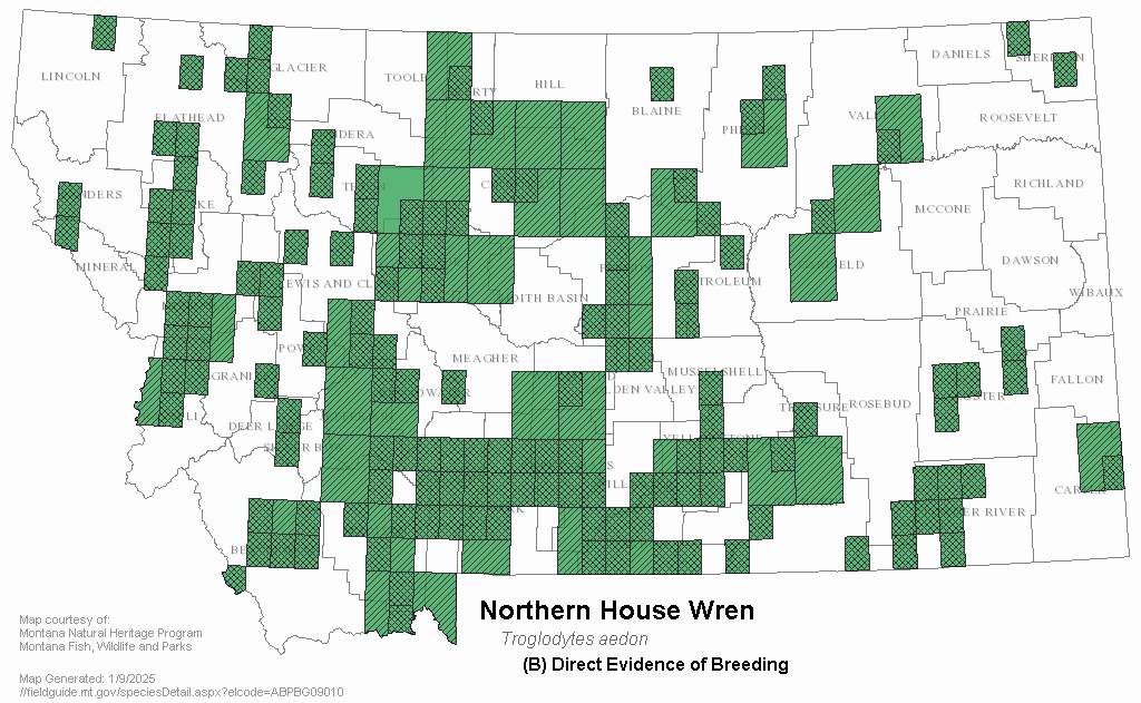 House Wren Montana Field Guide
