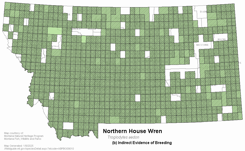 House Wren Montana Field Guide