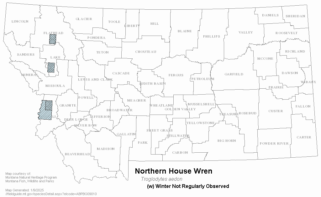 House Wren Montana Field Guide