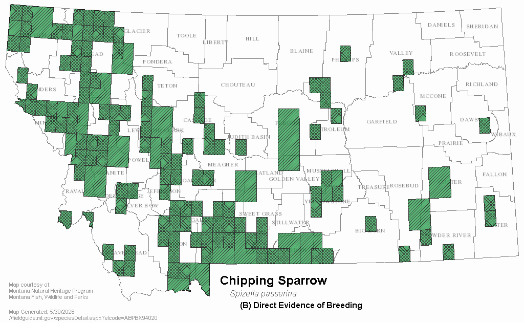 Chipping Sparrow Montana Field Guide