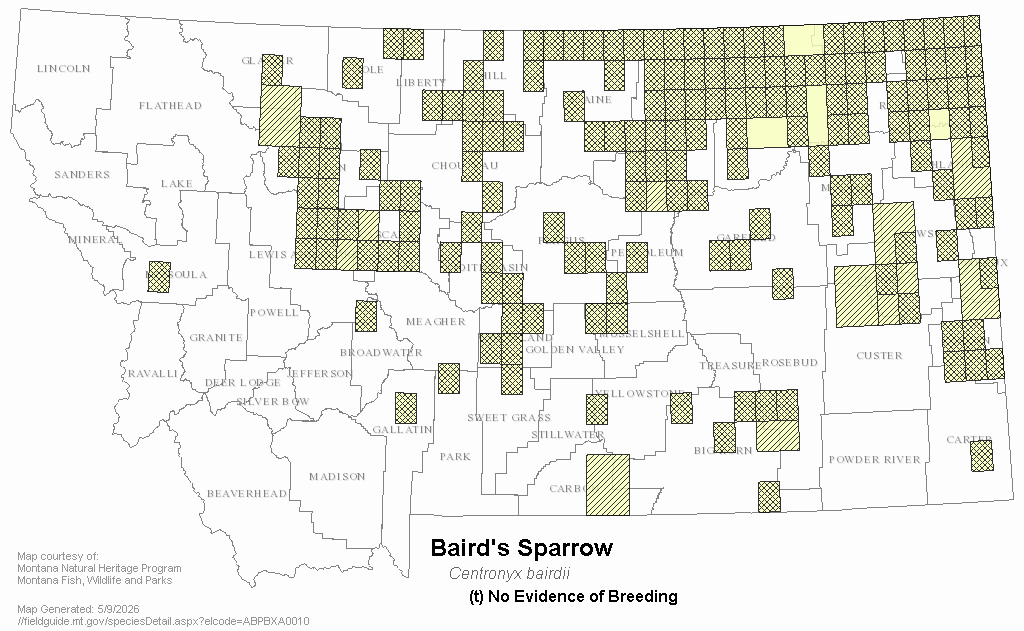 Baird's Sparrow Montana Field Guide