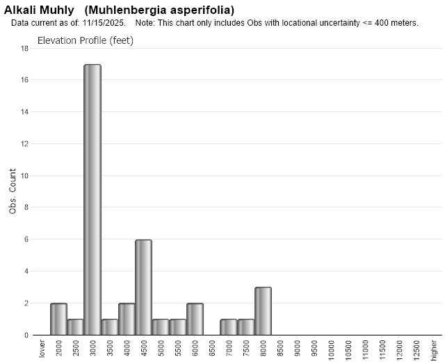 Alkali Muhly Montana Field Guide
