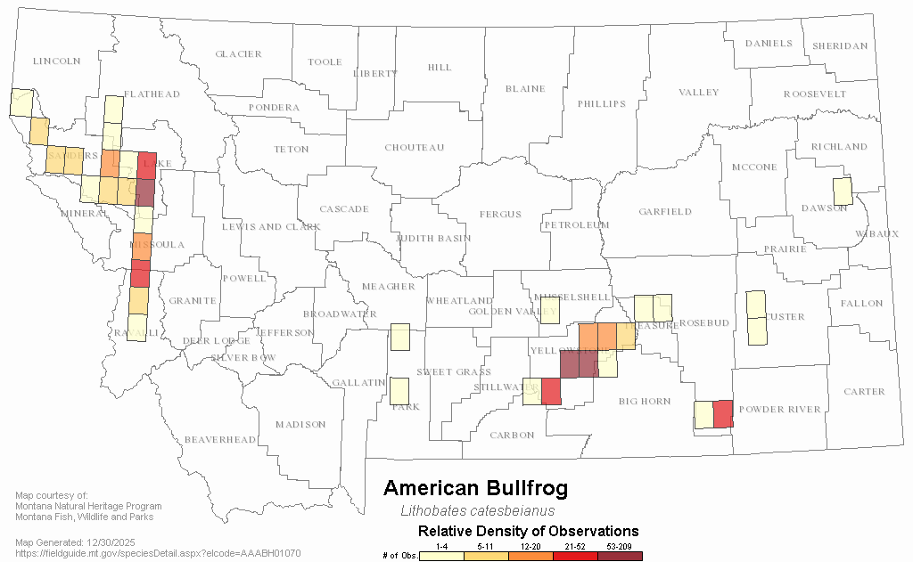 American Bullfrog Montana Field Guide