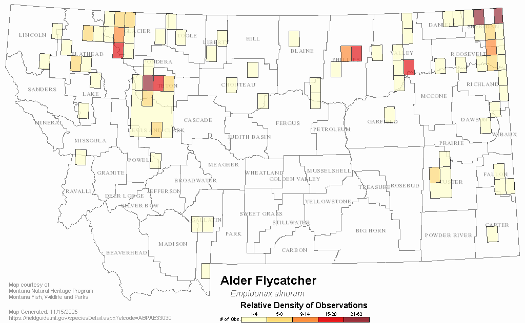 Alder Flycatcher Montana Field Guide