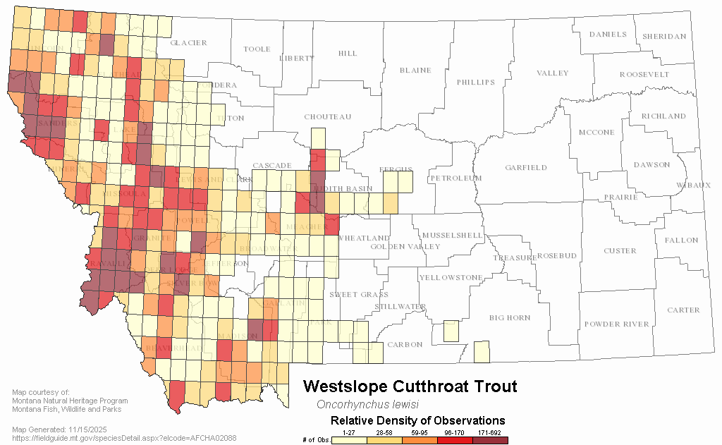 Westslope Cutthroat Trout Montana Field Guide