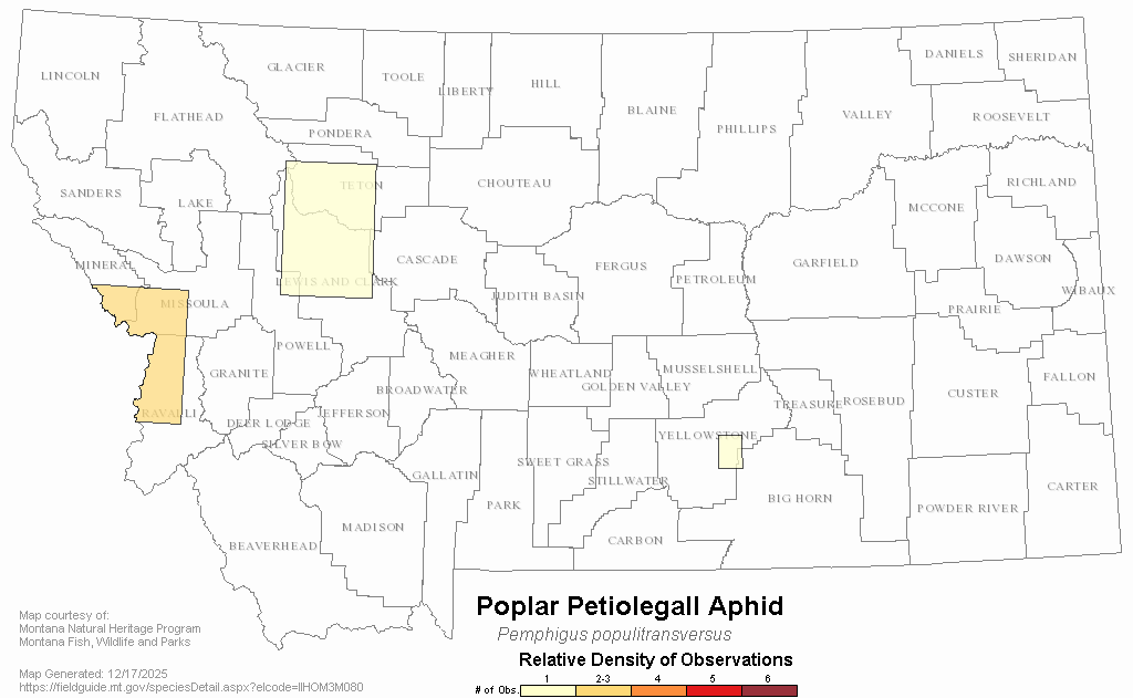 Poplar Petiolegall Aphid Montana Field Guide