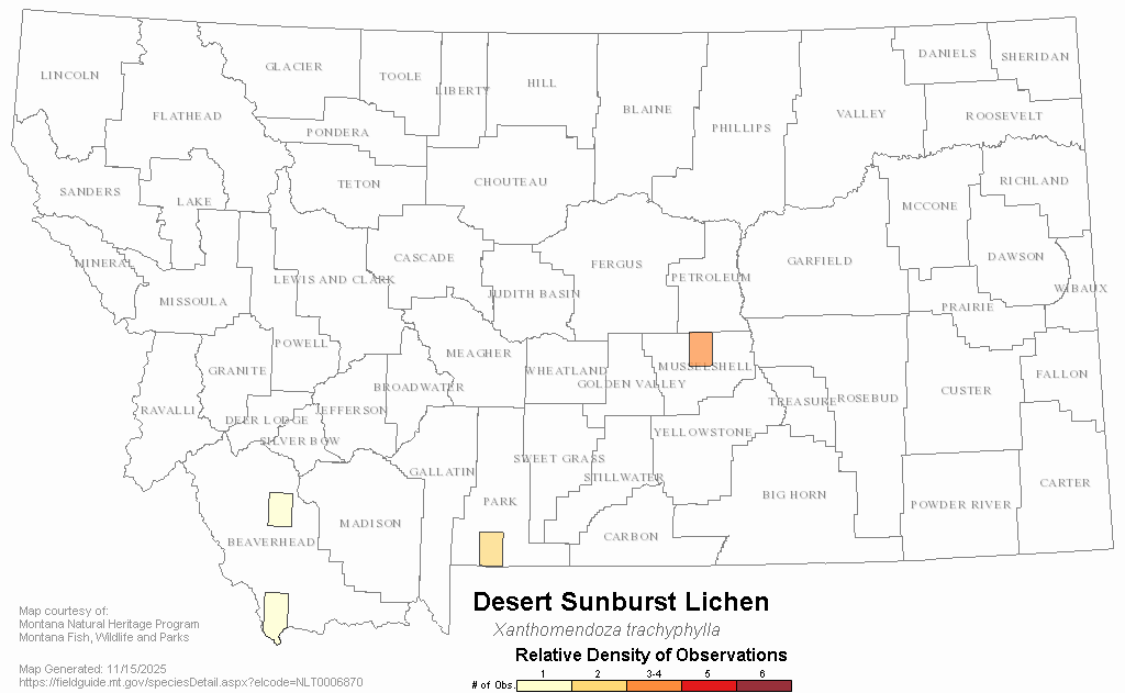 Desert Sunburst Lichen Montana Field Guide
