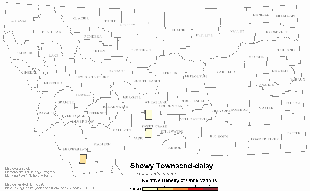 Showy Townsenddaisy Montana Field Guide