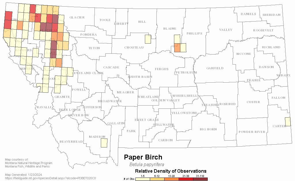 Birch Trees In Montana Map Paper Birch Montana Field Guide