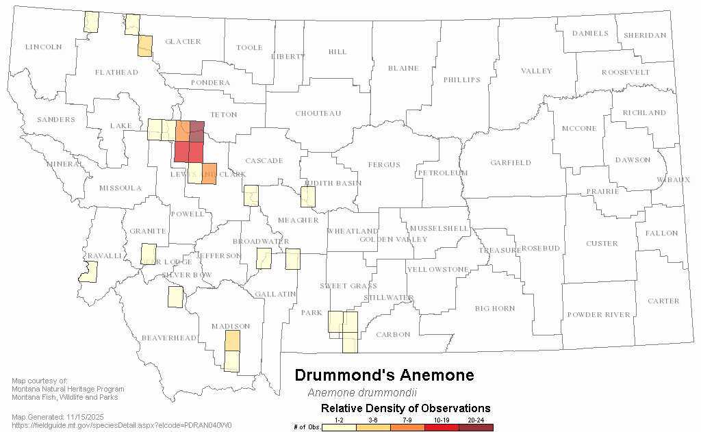 Drummond's Anemone Montana Field Guide