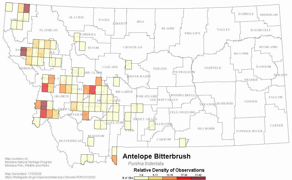 Antelope Population Distribution Usa Map 2018 Antelope Bitterbrush Montana Field Guide