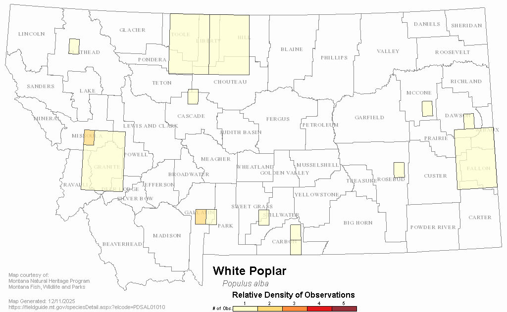 White Poplar Montana Field Guide
