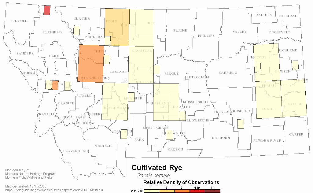 Cultivated Rye Montana Field Guide
