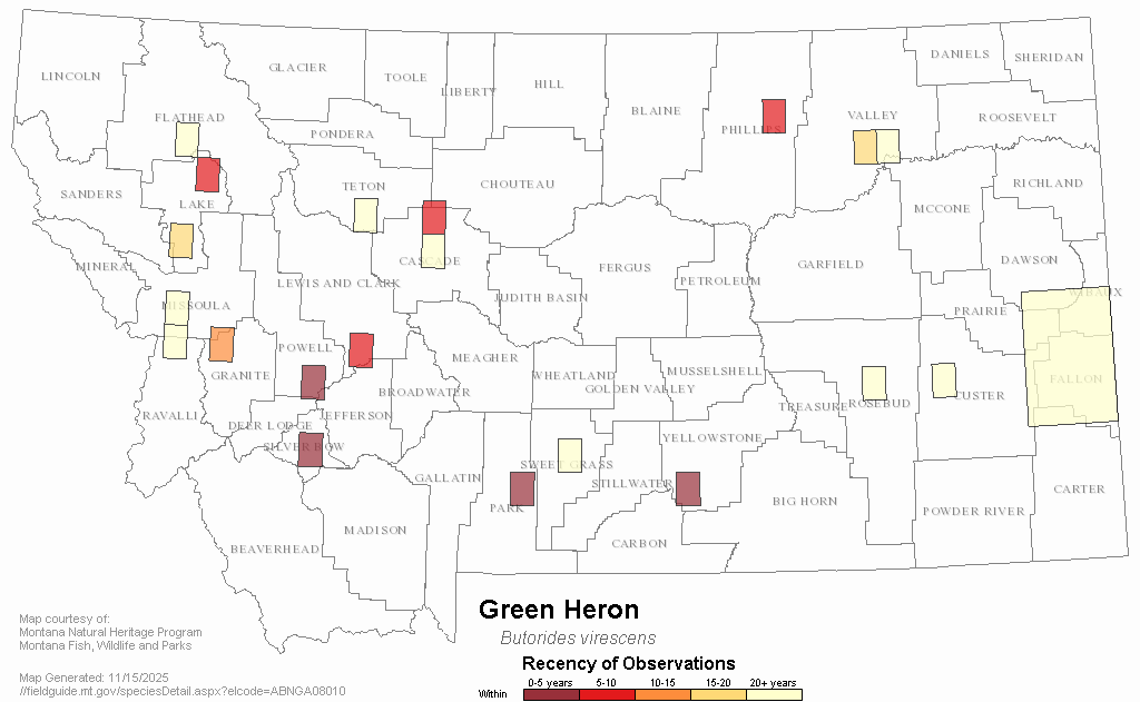 Green Heron Montana Field Guide