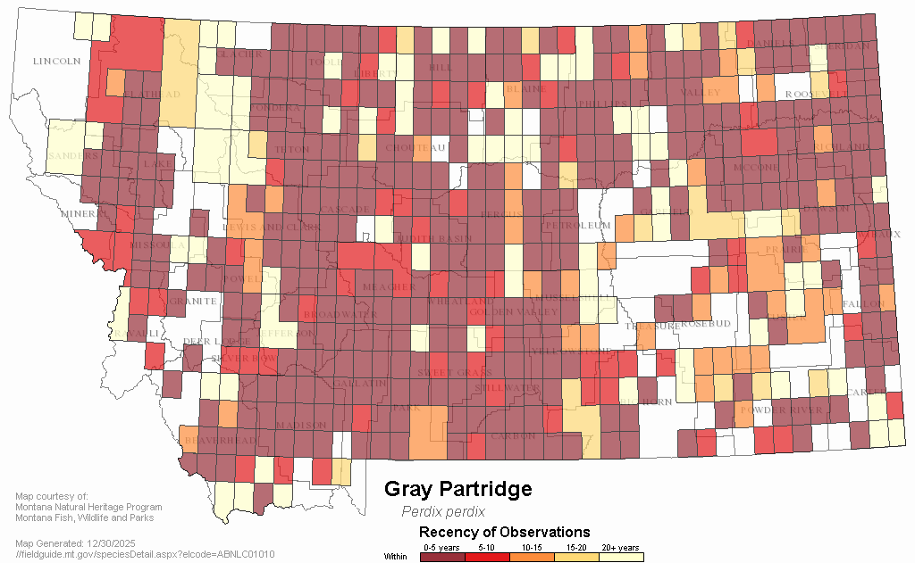 Gray Partridge Montana Field Guide