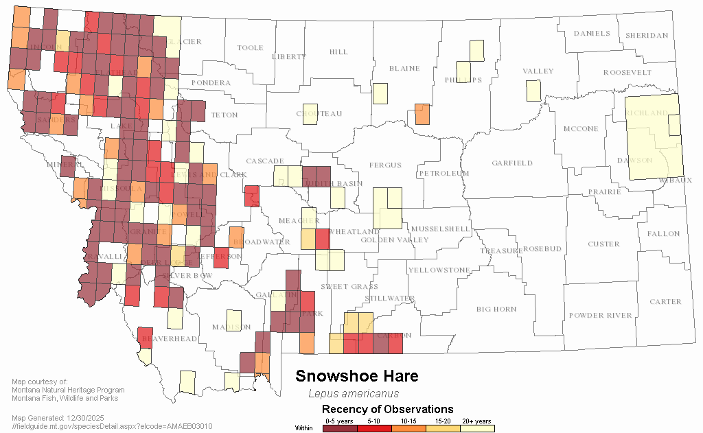Snowshoe Hare Montana Field Guide