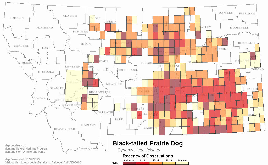 Blacktailed Prairie Dog Montana Field Guide