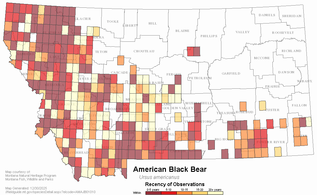 American Black Bear Montana Field Guide