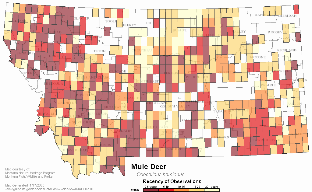 Mule Deer Montana Field Guide