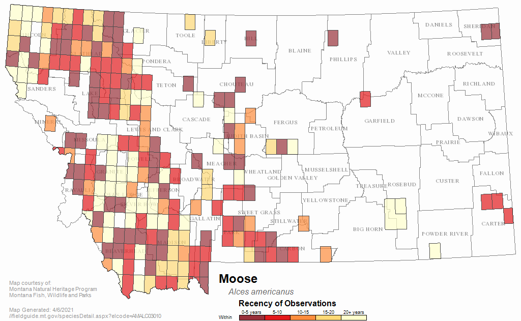 Moose Montana Field Guide