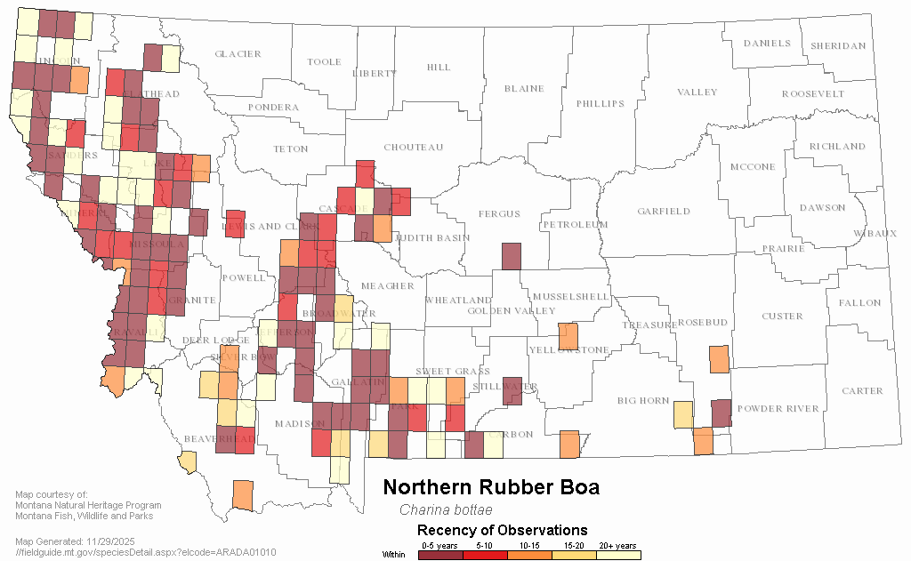 Northern Rubber Boa Montana Field Guide