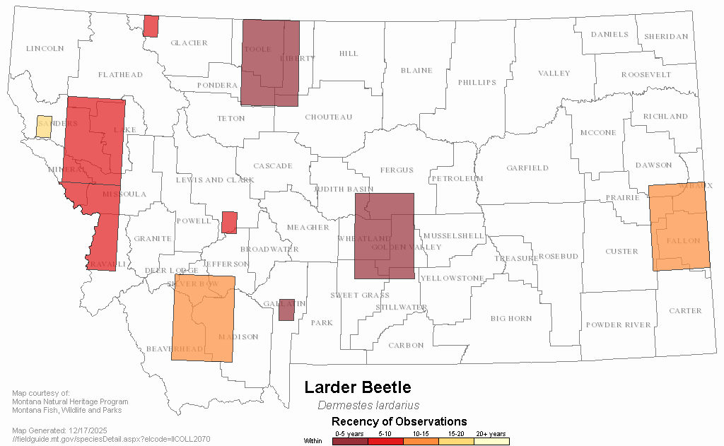 Larder Beetle Montana Field Guide