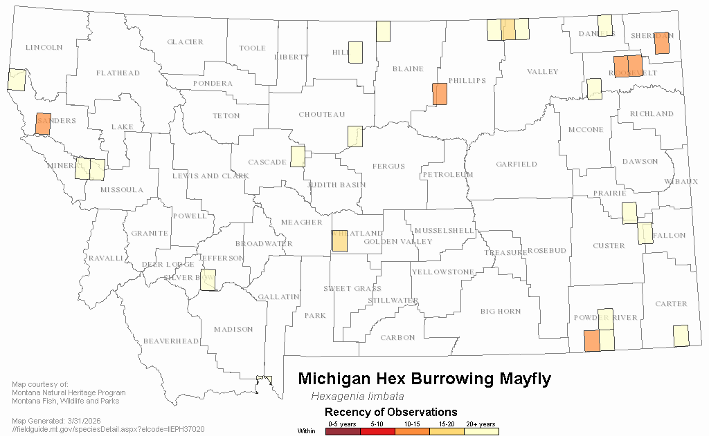 A Mayfly Montana Field Guide