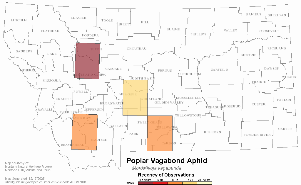 Poplar Vagabond Aphid Montana Field Guide