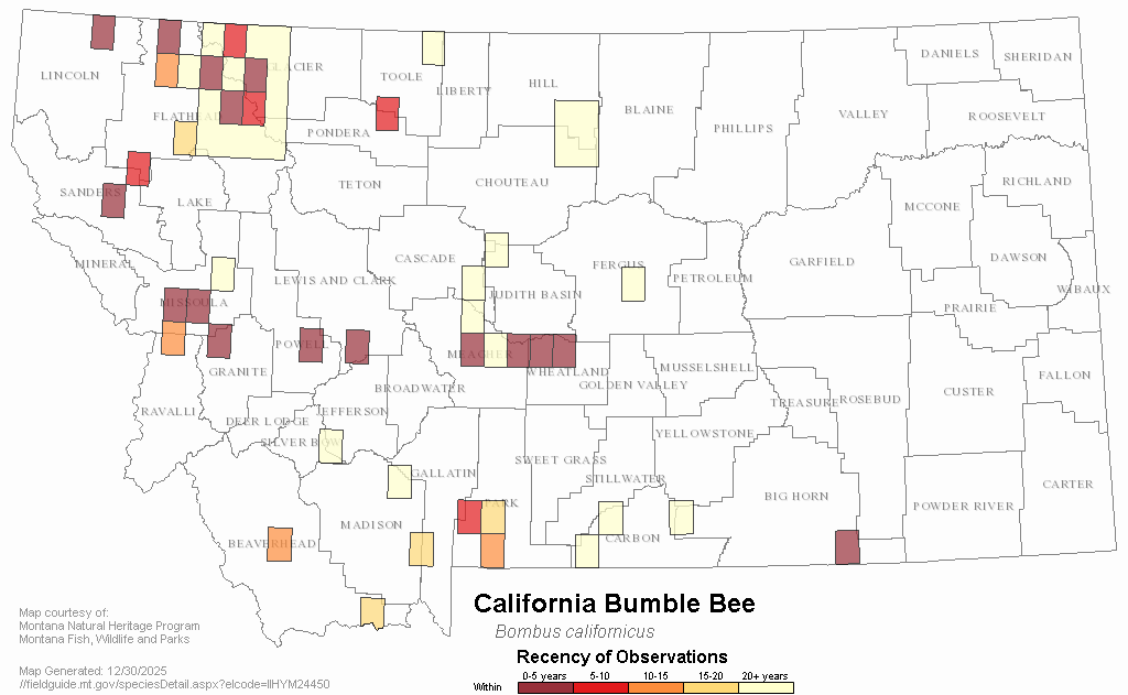 California Bumble Bee Montana Field Guide