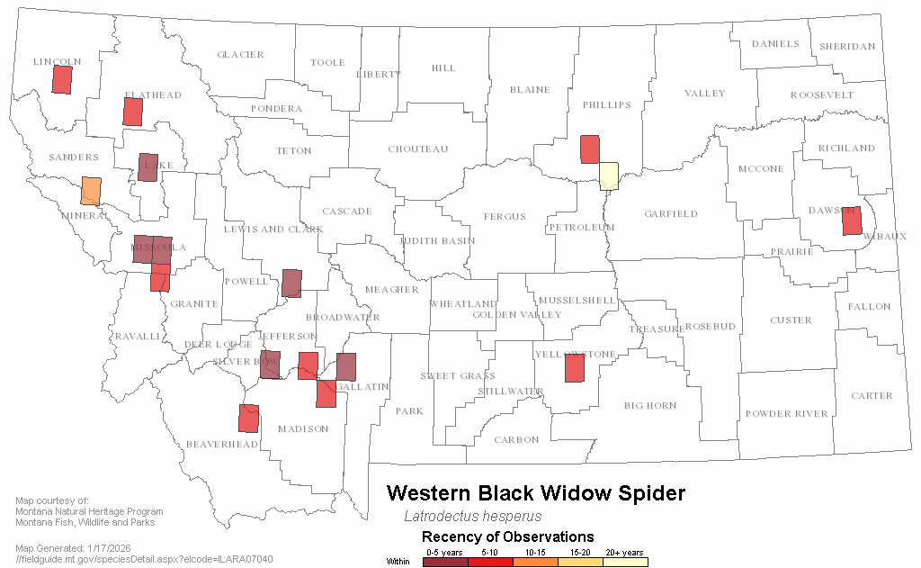 Western Black Widow Montana Field Guide