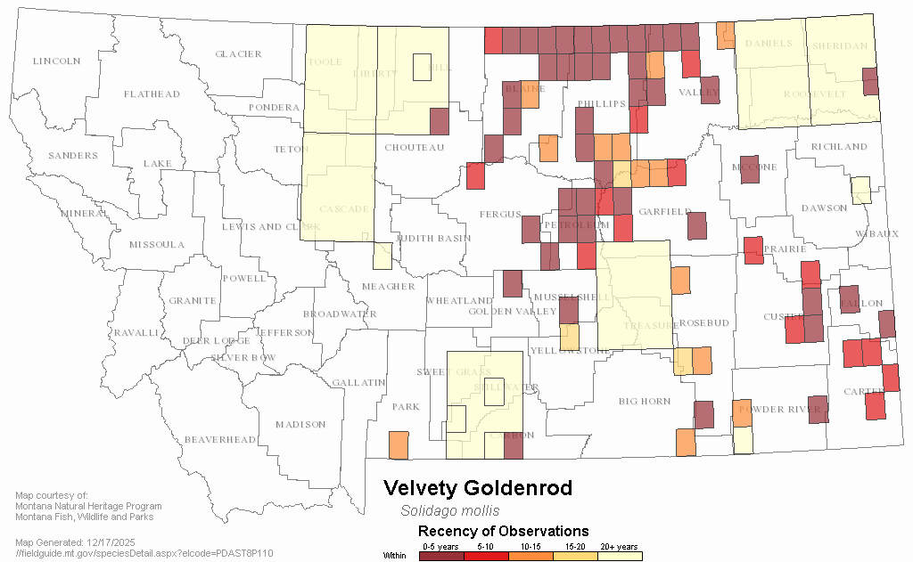 Velvety Goldenrod Montana Field Guide