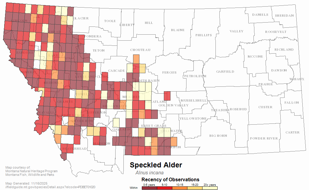 Speckled Alder Montana Field Guide