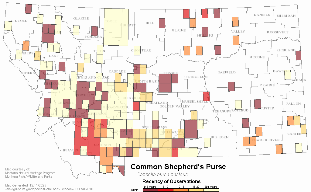Common Shepherd's Purse Montana Field Guide