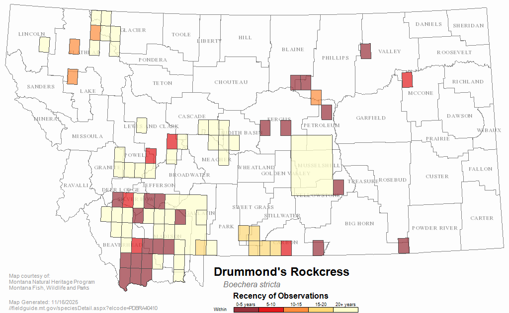 Drummond's Rockcress Montana Field Guide