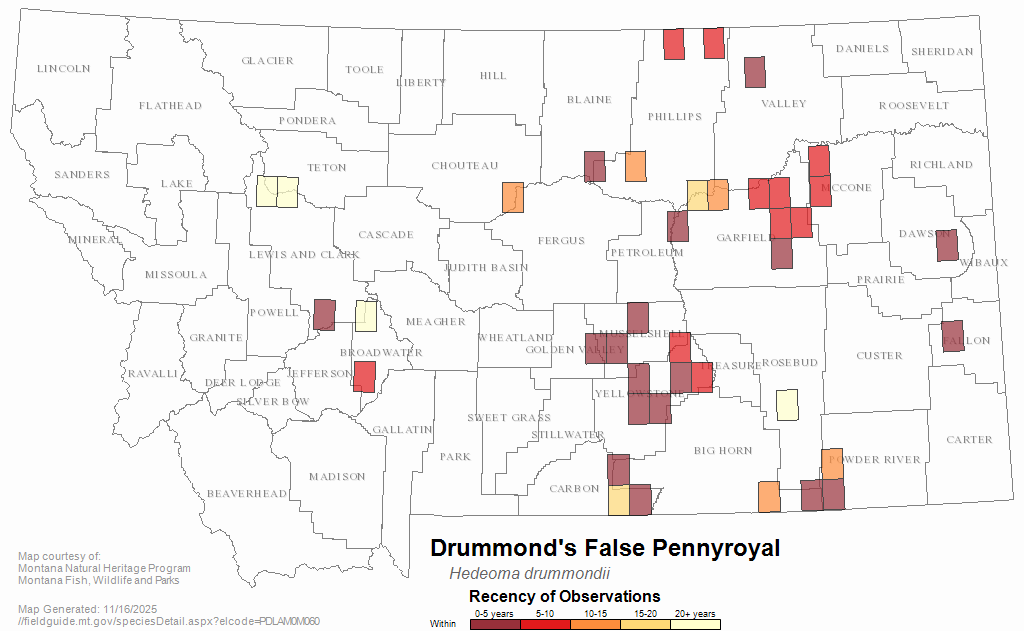 Drummond's False Pennyroyal Montana Field Guide