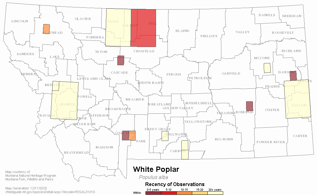 White Poplar Montana Field Guide