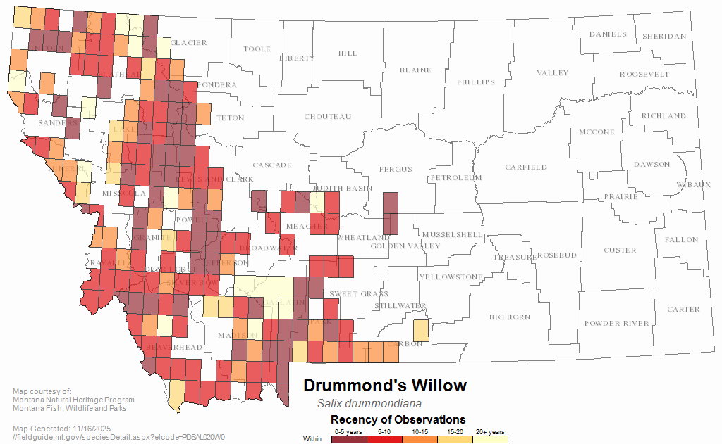 Drummond's Willow Montana Field Guide